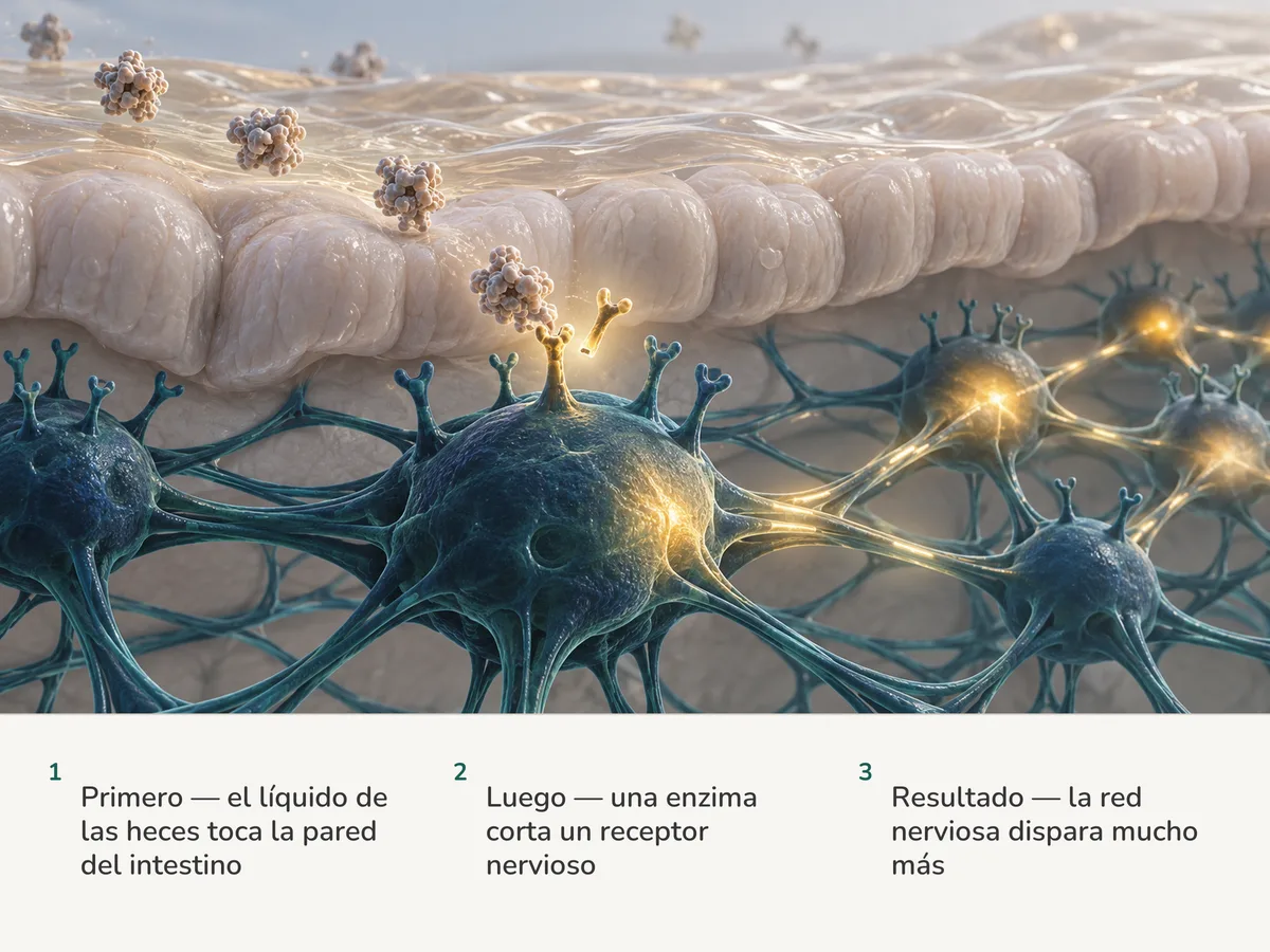 Ilustración: una película delgada de líquido ámbar se posa sobre la mucosa del intestino; una enzima corta un receptor de una célula nerviosa, que se enciende y despierta los nudos de la red que la rodea