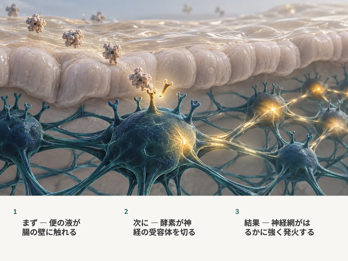 イラスト:薄い琥珀色の液の膜が腸の粘膜に落ち着く。酵素が神経細胞の受容体を切り、その細胞が灯り、まわりの神経網の結び目を目覚めさせる
