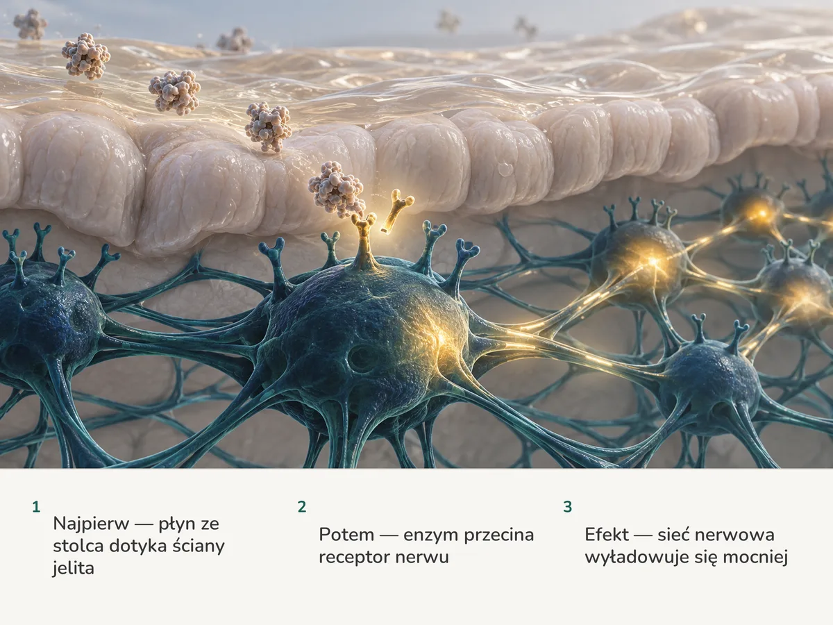 Ilustracja: cienka bursztynowa błonka płynu osiada na wyściółce jelita; enzym przecina receptor na komórce nerwowej, ta się rozświetla i budzi węzełki otaczającej sieci nerwowej