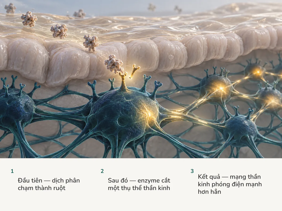 Minh họa: một màng dịch hổ phách mỏng lắng trên niêm mạc ruột; một enzyme cắt thụ thể trên tế bào thần kinh, tế bào đó sáng lên và đánh thức các nút thần kinh quanh nó