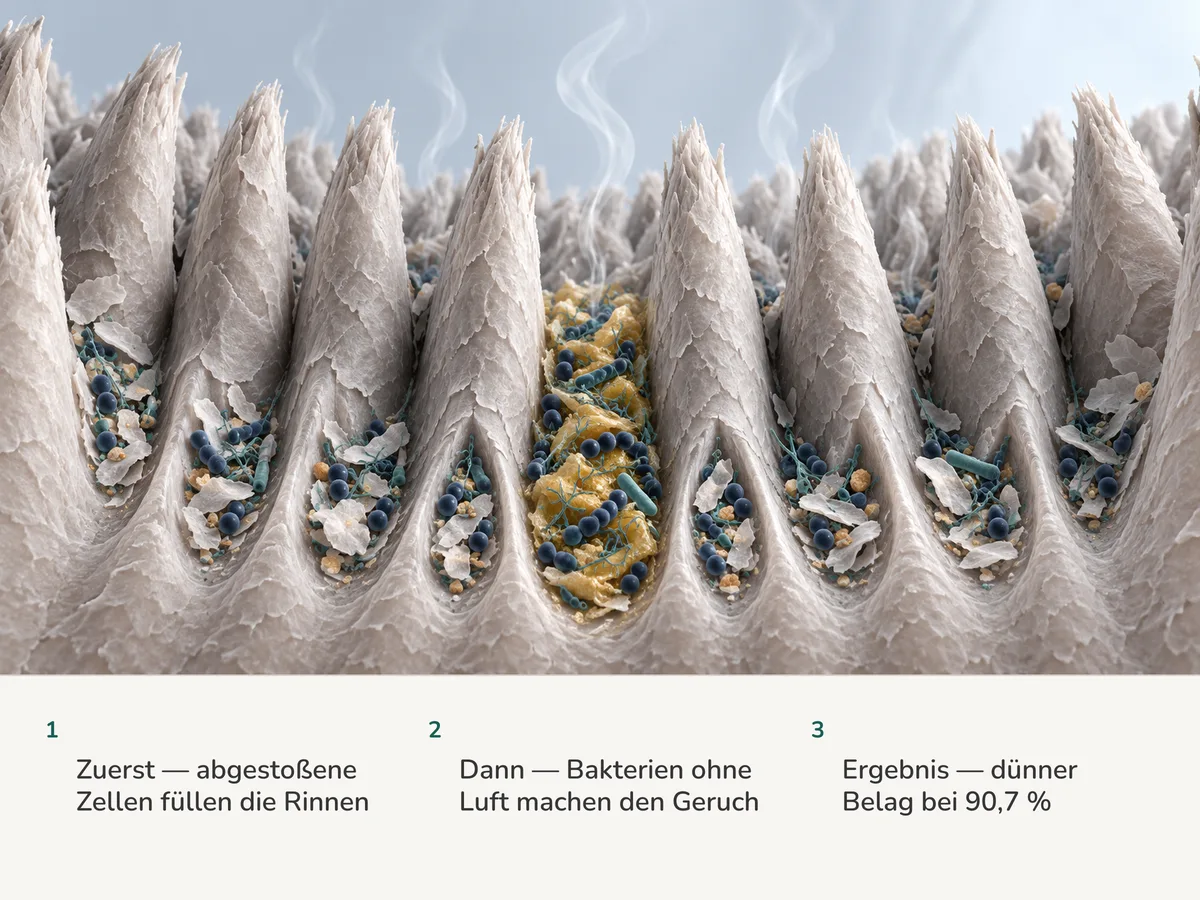 Illustration: eine Reihe von Zungenpapillen mit abgestoßenen Schuppen und Bakterien in den Rinnen dazwischen, in neun Rinnen dünn und in einer dicker, darüber steigt leichtes Gas auf