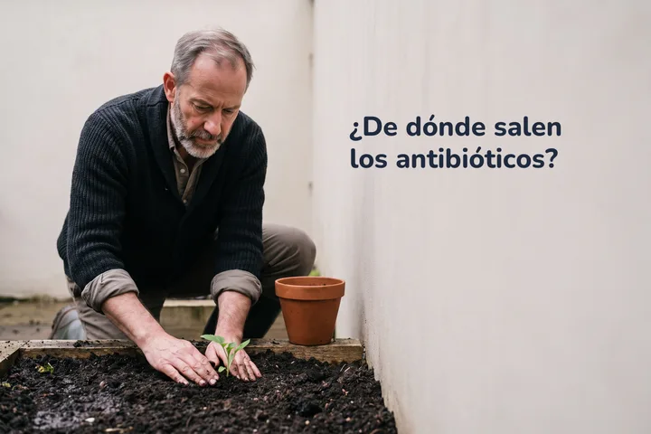¿De dónde salen los antibióticos? — un hombre de más de setenta aprieta tierra húmeda junto a un brote en su jardín