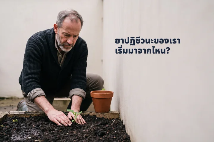ยาปฏิชีวนะของเราเริ่มมาจากไหน? — ชายวัยเจ็ดสิบกดดินชื้นรอบต้นกล้าในสวนของเขา