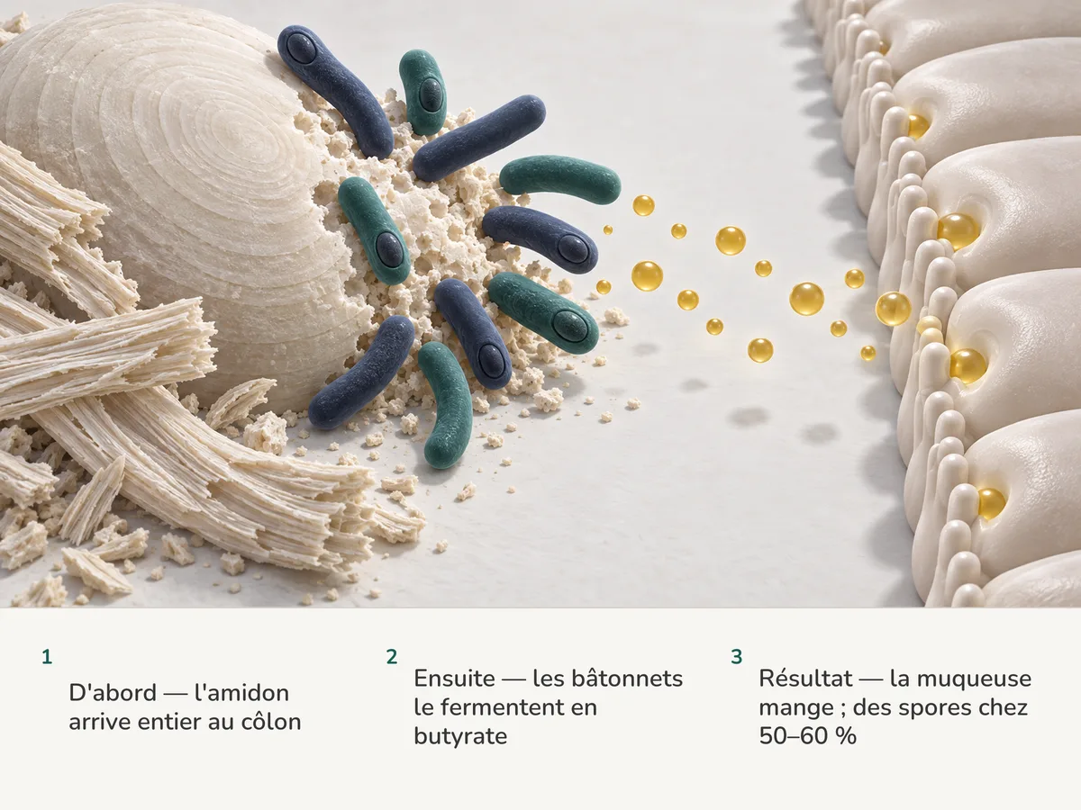 Illustration : des bâtonnets à paroi épaisse décomposent un grain d'amidon résistant en gouttelettes dorées de butyrate que la muqueuse du côlon absorbe ; six des dix bâtonnets portent une spore