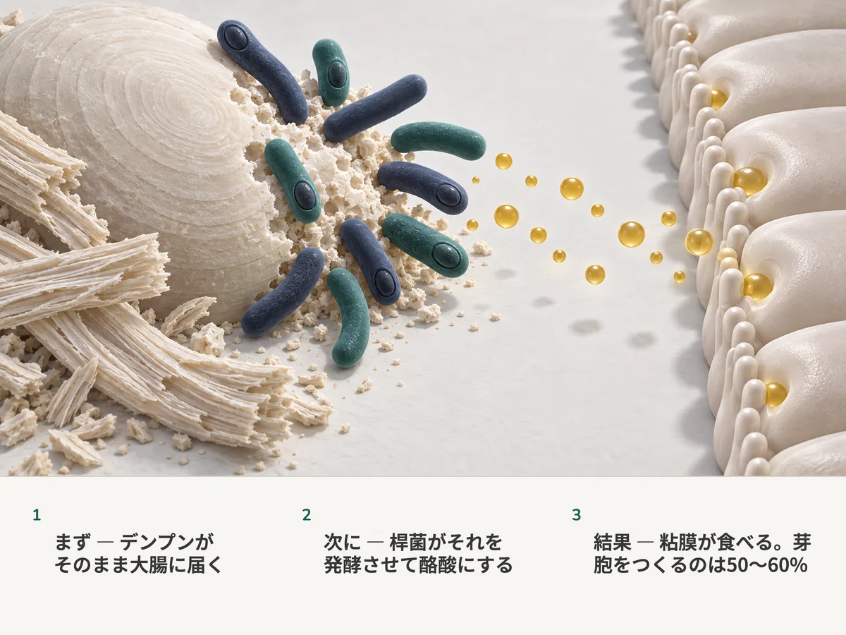 イラスト：壁の厚い桿菌がレジスタントスターチの粒を分解して金色の酪酸の滴に変え、大腸の粘膜がそれを取り込む。10本のうち6本の桿菌が芽胞を抱えている