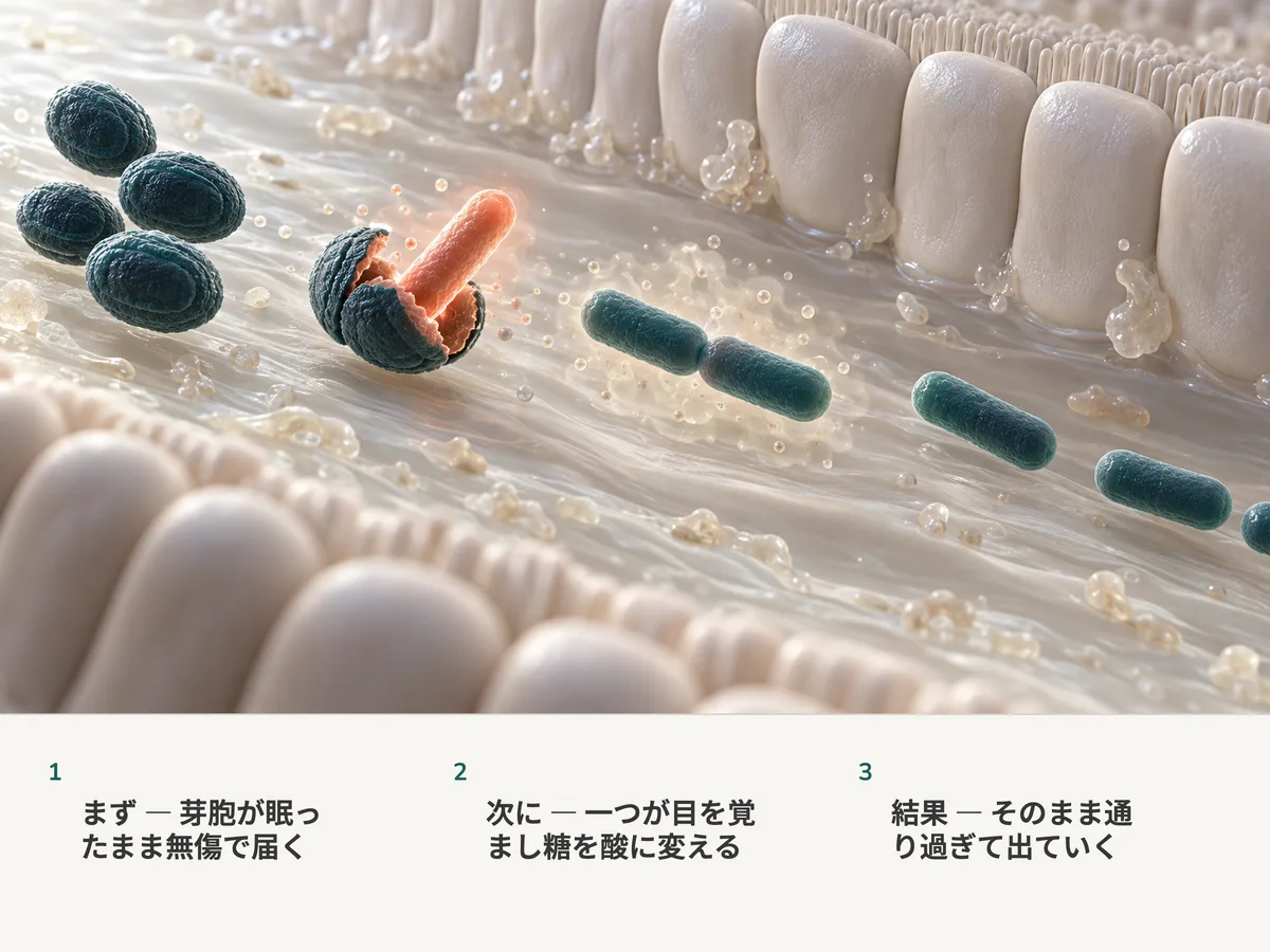 イラスト：眠ったままのBacillus coagulansの芽胞が腸に届き、一つが割れて珊瑚色の桿菌が伸び出し、桿菌たちは粘膜のそばを住みつかずに流れ去っていく