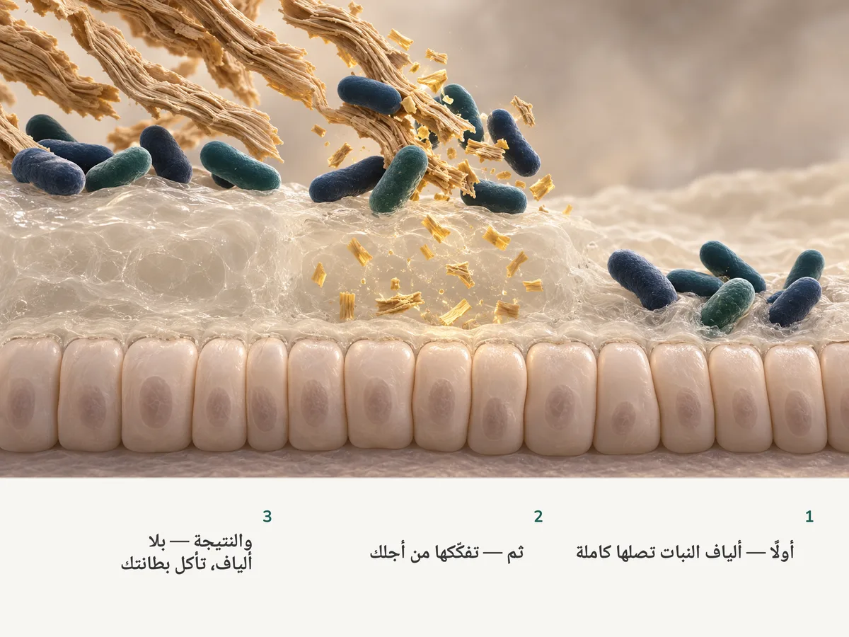 رسم توضيحي: عصيات ممتلئة تفكّك ألياف النبات إلى شظايا ذهبية فوق طبقة مخاط سميكة؛ وإلى اليمين، حيث لم تبقَ ألياف، ترعى العصيات نفسها المخاط فيرقّ