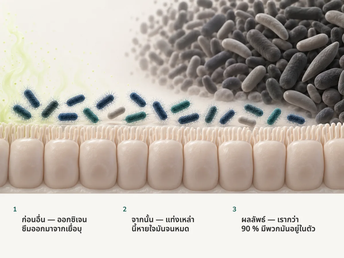 ภาพประกอบ: ร่องรอยของออกซิเจนลอยขึ้นจากเยื่อบุลำไส้ แท่ง E. coli ที่มีเส้นใยรายรอบซึ่งอยู่ข้าง ๆ ดูดมันเข้าไป และถัดออกไปก็มีพวกไม่ใช้ออกซิเจนอย่างเคร่งครัดเบียดกันอยู่ในที่ที่ไร้อากาศ
