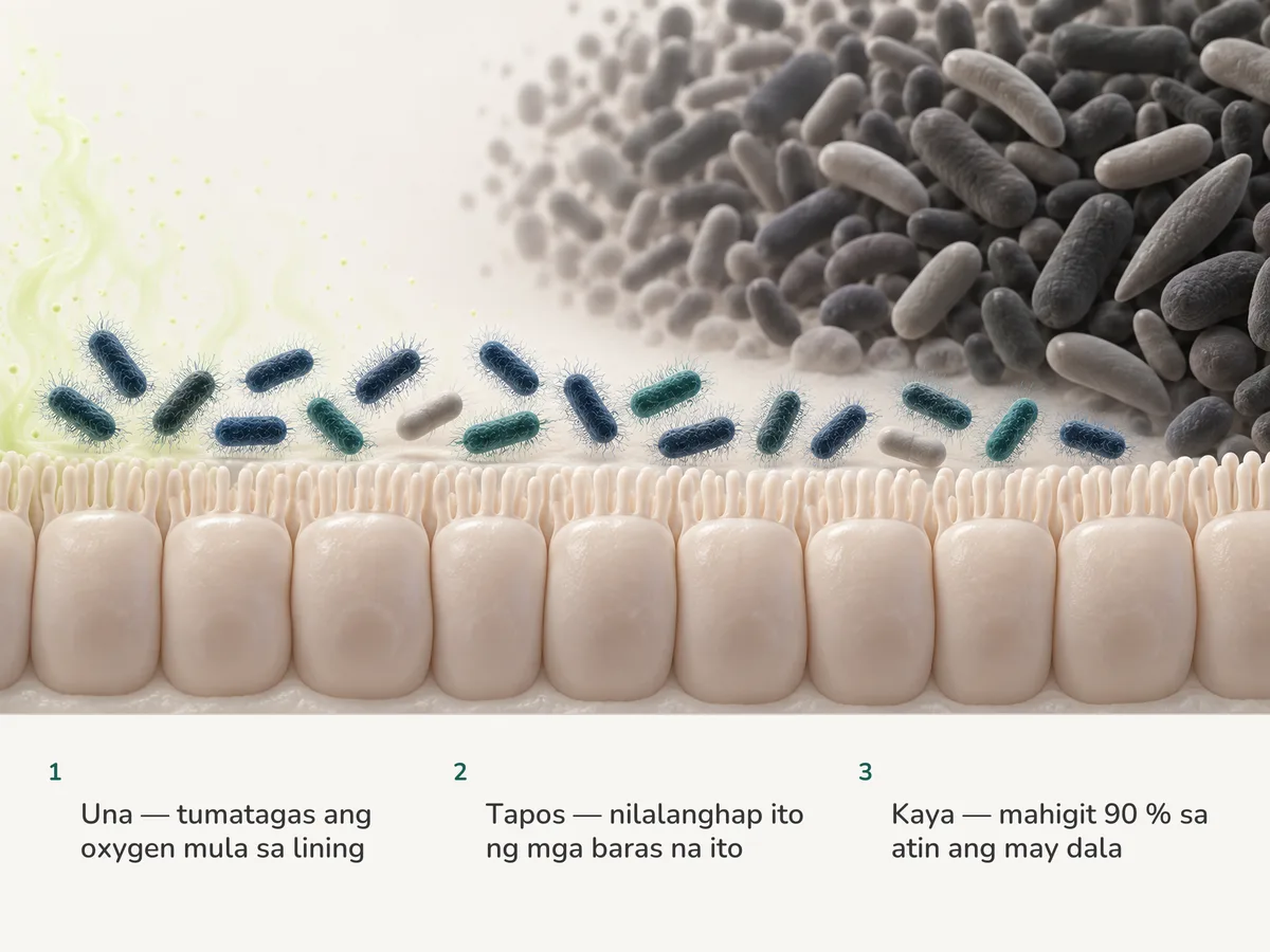 Ilustrasyon: umaahon ang bakas ng oxygen mula sa lining ng bituka, sinisipsip ito ng mga may-hiblang baras ng E. coli sa tabi nito, at sa kabila nila ay nagsisiksikan ang mga mahigpit na anaerobe sa espasyong walang hangin