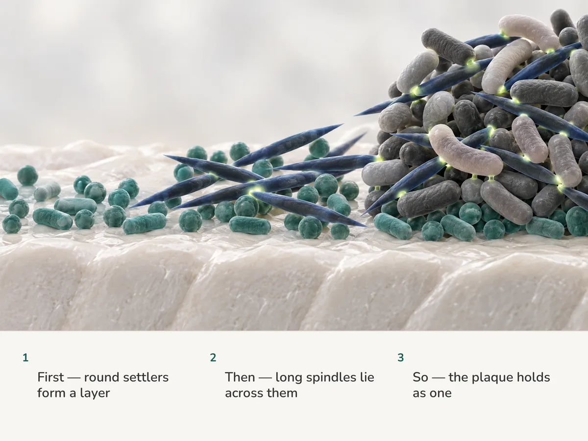 Illustration: round early settlers form a layer on a mineral surface, long spindle-shaped cells lie across it, and later cells of other shapes fasten along them into one ordered community