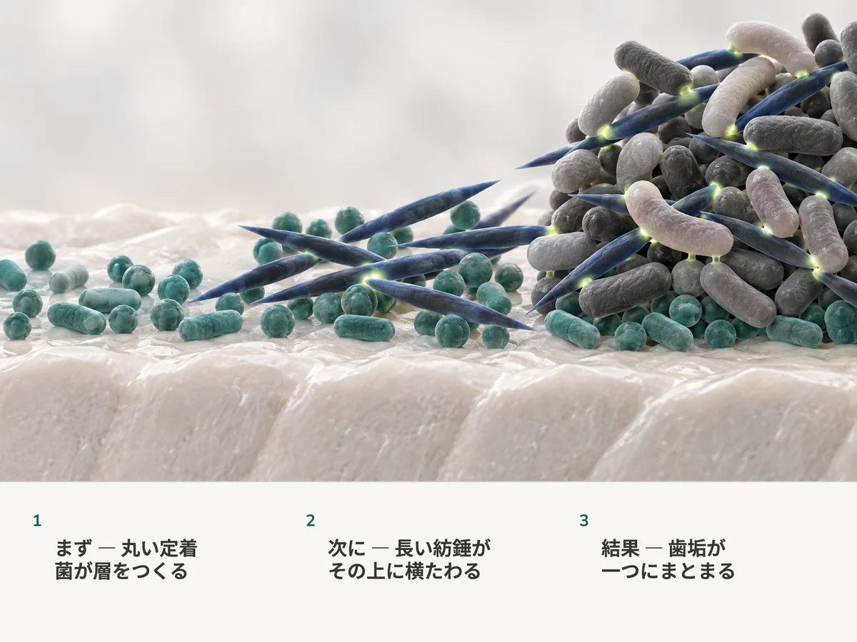 イラスト：鉱物の表面に丸い初期の定着菌が層をつくり、その上に長い紡錘形の細胞が横たわり、あとから来た別の形の細胞がそれに沿って留まって一つの秩序ある集団になる