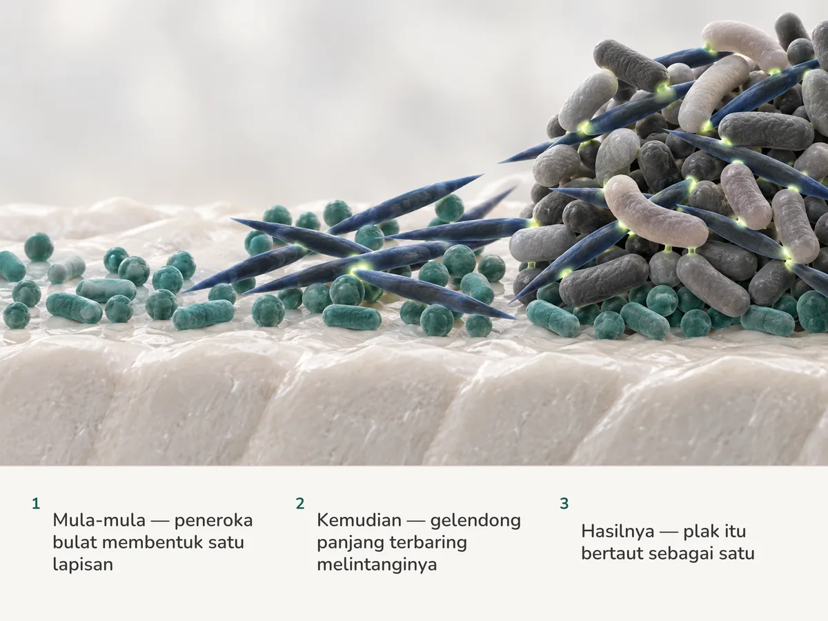 Ilustrasi: peneroka awal yang bulat membentuk satu lapisan pada permukaan mineral, sel panjang berbentuk gelendong terbaring melintanginya, dan sel kemudian yang pelbagai bentuk berpaut sepanjangnya menjadi satu komuniti yang tersusun