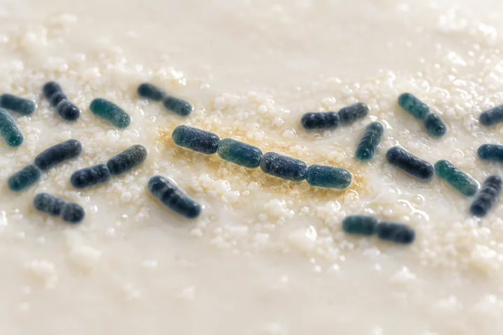 Illustration: kurze Ketten stäbchenförmiger Lactobacillus-Zellen liegen in einem sauer werdenden Milchfilm, um eine Kette ein schwacher goldener Schleier
