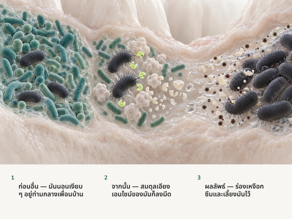 ภาพประกอบ: แท่งอ้วนป้อมสีเข้มนอนอยู่ในไบโอฟิล์มผสมภายในร่องเหงือก พอสมดุลของชุมชนเปลี่ยน พวกมันก็ปล่อยเอนไซม์ออกมาตัดโปรตีนป้องกันออกเป็นชิ้น ๆ และของเหลวที่ซึมออกมาก็พาอาหารมาให้พวกมัน