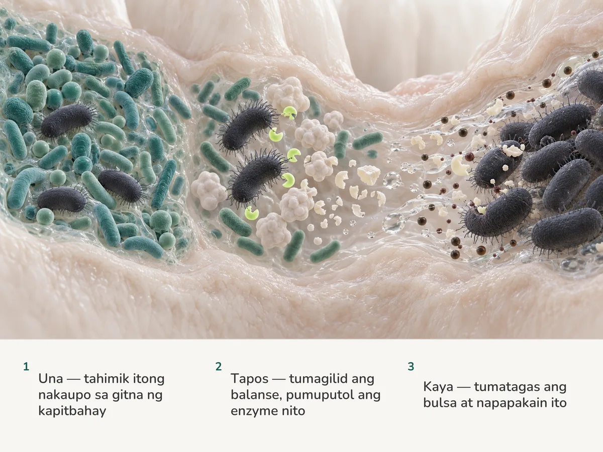 Ilustrasyon: nakahimlay ang matataba at maiitim na baras sa halong biofilm ng bulsa; habang gumagalaw ang komunidad, naglalabas sila ng enzyme na pumuputol sa protina ng depensa, at may tumatagas na likidong nagdadala ng pagkain nila