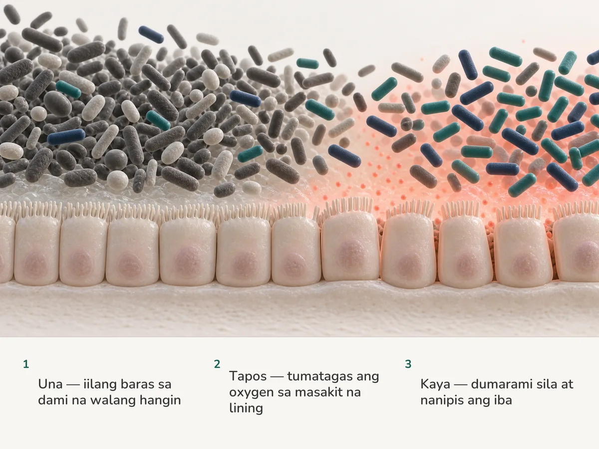 Ilustrasyon: iilang maiikling baras ang nakatira sa gitna ng maraming gut bacteria sa lining na walang hangin; habang tumatagas sa lining ang mahinang ulap ng oxygen, dumarami ang mga baras at nanipis ang iba