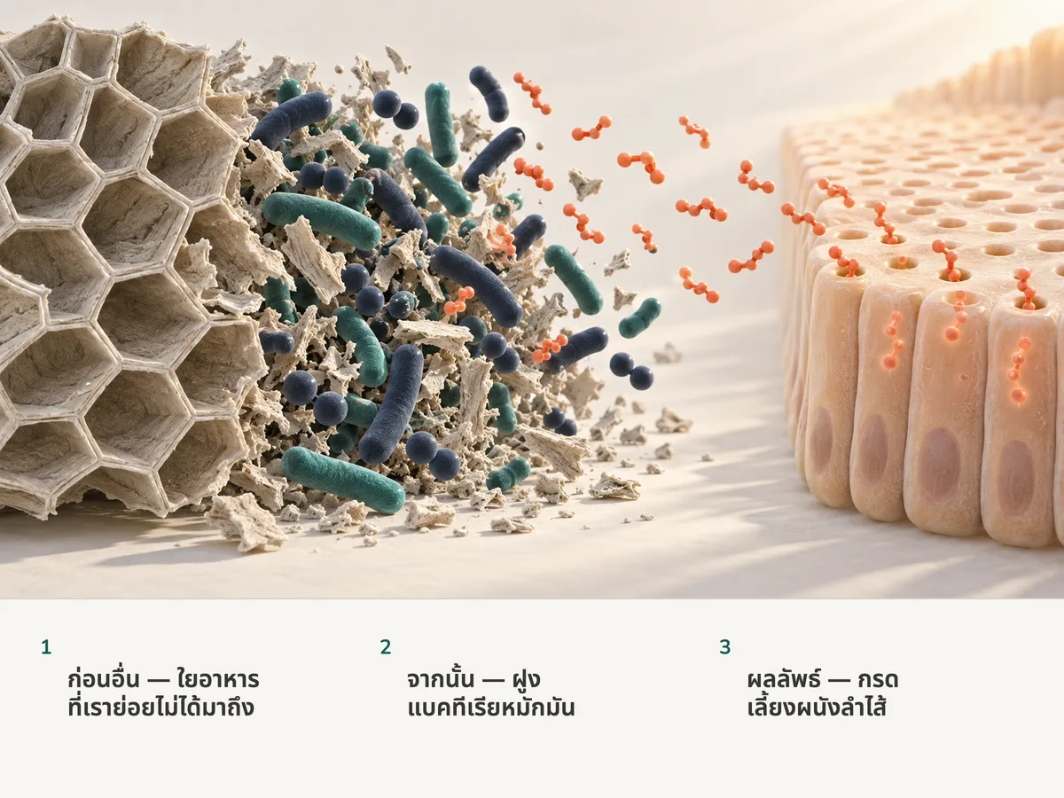 ภาพประกอบ: ใยอาหารจากพืชไปถึงลำไส้ใหญ่ แบคทีเรียหมักมัน และโมเลกุลกรดไขมันสายสั้นสีปะการังผ่านเข้าไปในเซลล์ของเยื่อบุลำไส้
