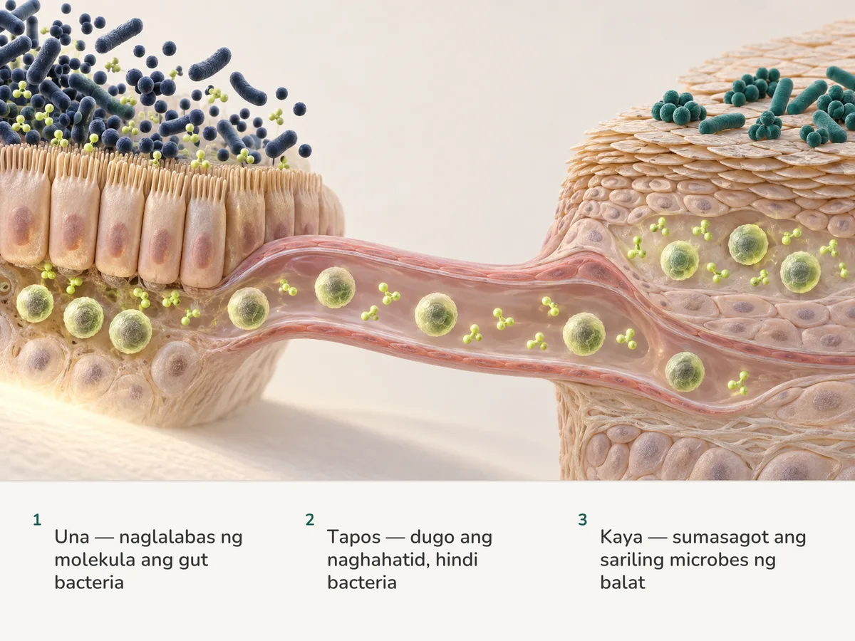 Ilustrasyon: nananatili sa kinaroroonan ang gut bacteria habang naglalakbay sa dugo ang berdeng molekula at immune cells mula sa lining ng bituka patungo sa balat at sa sariling microbes nito