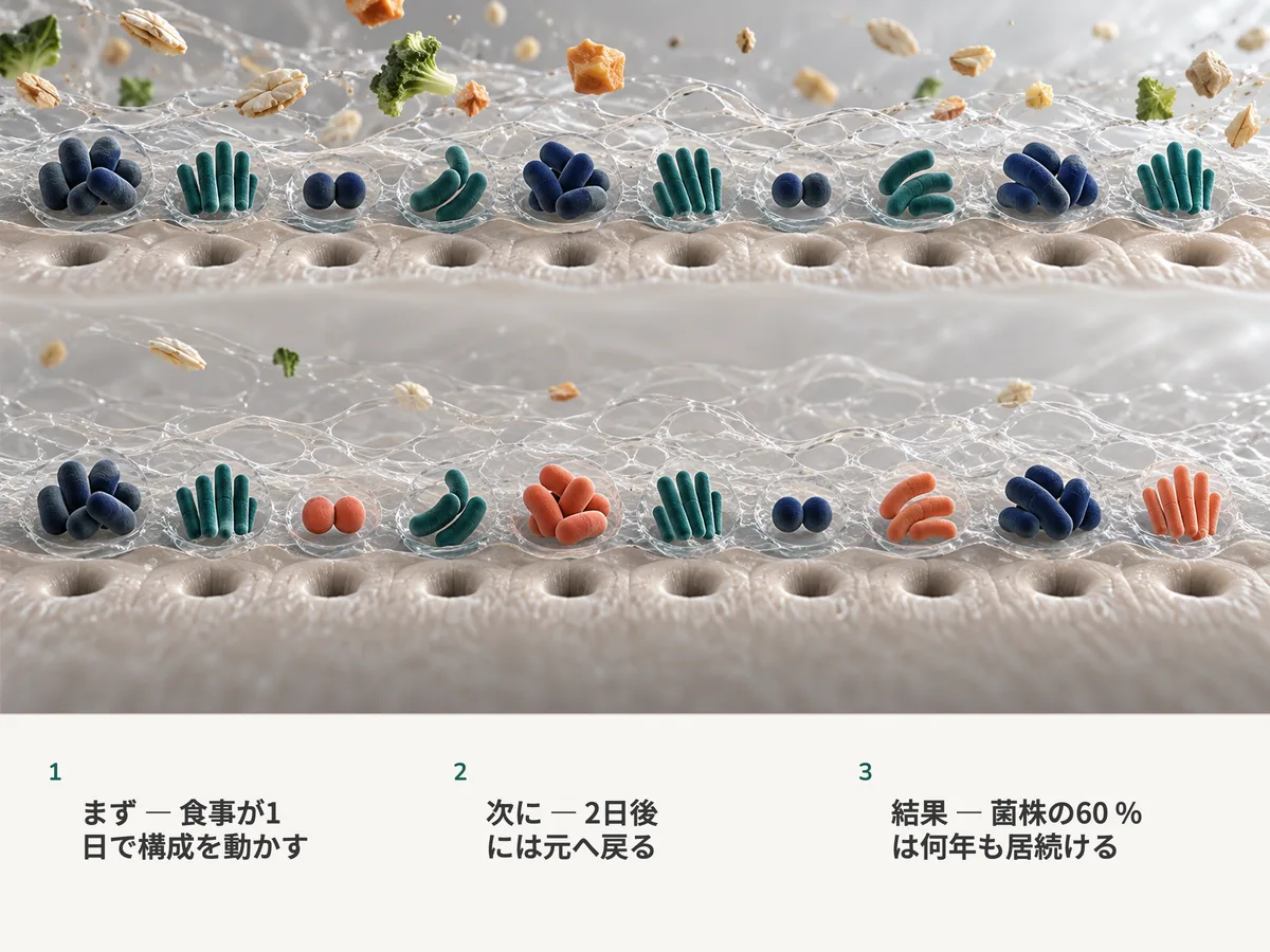 イラスト:食べ物が流れ込む粘液の中、腸内細菌の集まりが十ずつ二列。あとの列では六つがそのままで、四つが新しい菌に入れ替わっている