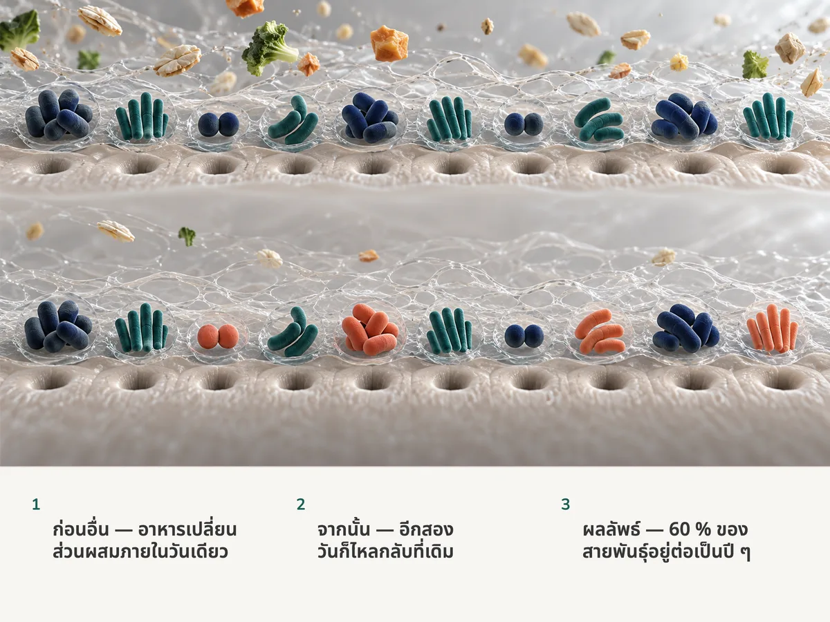 ภาพประกอบ: แบคทีเรียลำไส้สองแถว แถวละสิบกลุ่มอยู่ในเมือกขณะที่อาหารลอยเข้ามา ในแถวหลังหกกลุ่มยังคงเดิมและอีกสี่กลุ่มถูกผู้มาใหม่แทนที่