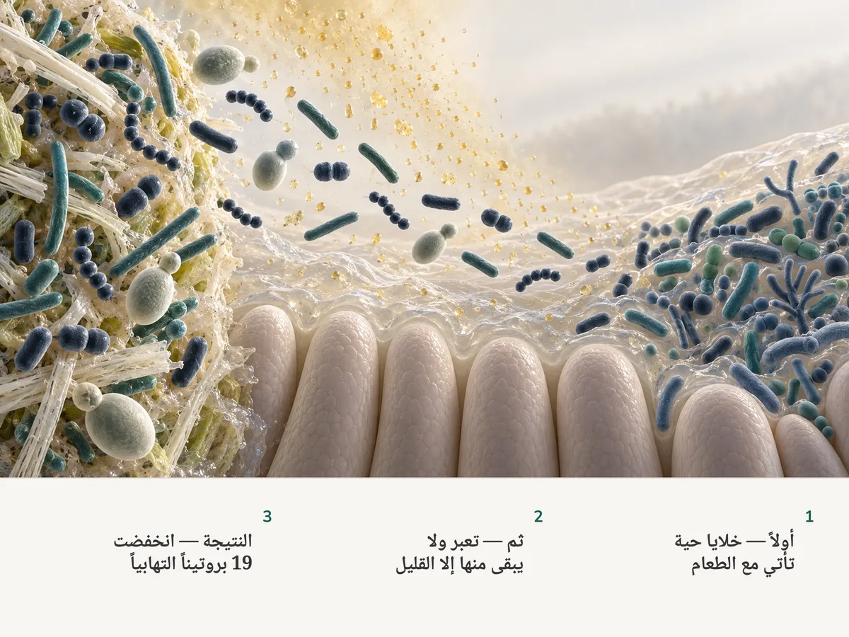 رسم توضيحي: بكتيريا من تخمير حي تعبر فوق بطانة الأمعاء؛ من كل عشرين واحدة تجد لها مكاناً، والأحماض تتسرب في المخاط، فتصير البكتيريا المقيمة أكثر تنوعاً