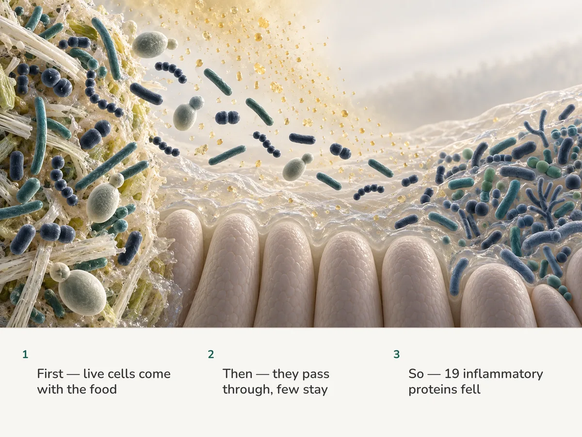 Illustration: bacteria from a live ferment drift across the gut lining; of twenty, one takes a place, acids seep into the mucus, and the resident bacteria end up more varied