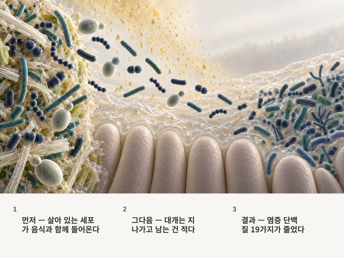 일러스트: 살아 있는 발효식품에서 온 세균이 장 점막을 따라 흘러간다. 스물 중 하나가 자리를 잡고, 산이 점액에 스미며, 원래 살던 세균은 더 다양해진다