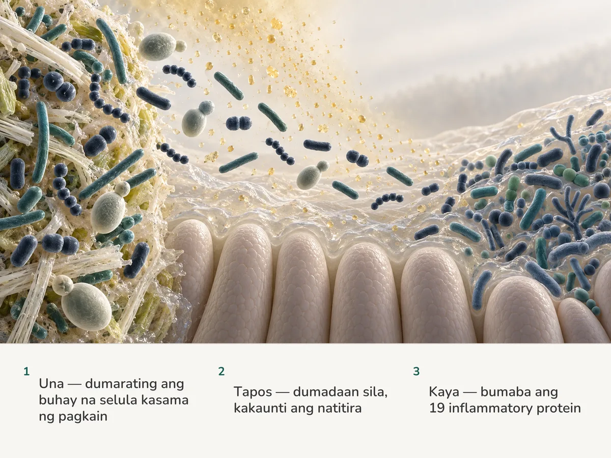 Ilustrasyon: lumulutang sa lining ng bituka ang bacteria mula sa buhay na ferment; sa dalawampu, isa ang kumukuha ng puwesto, tumatagos ang asido sa mucus, at nagiging mas iba-iba ang nakatirang bacteria
